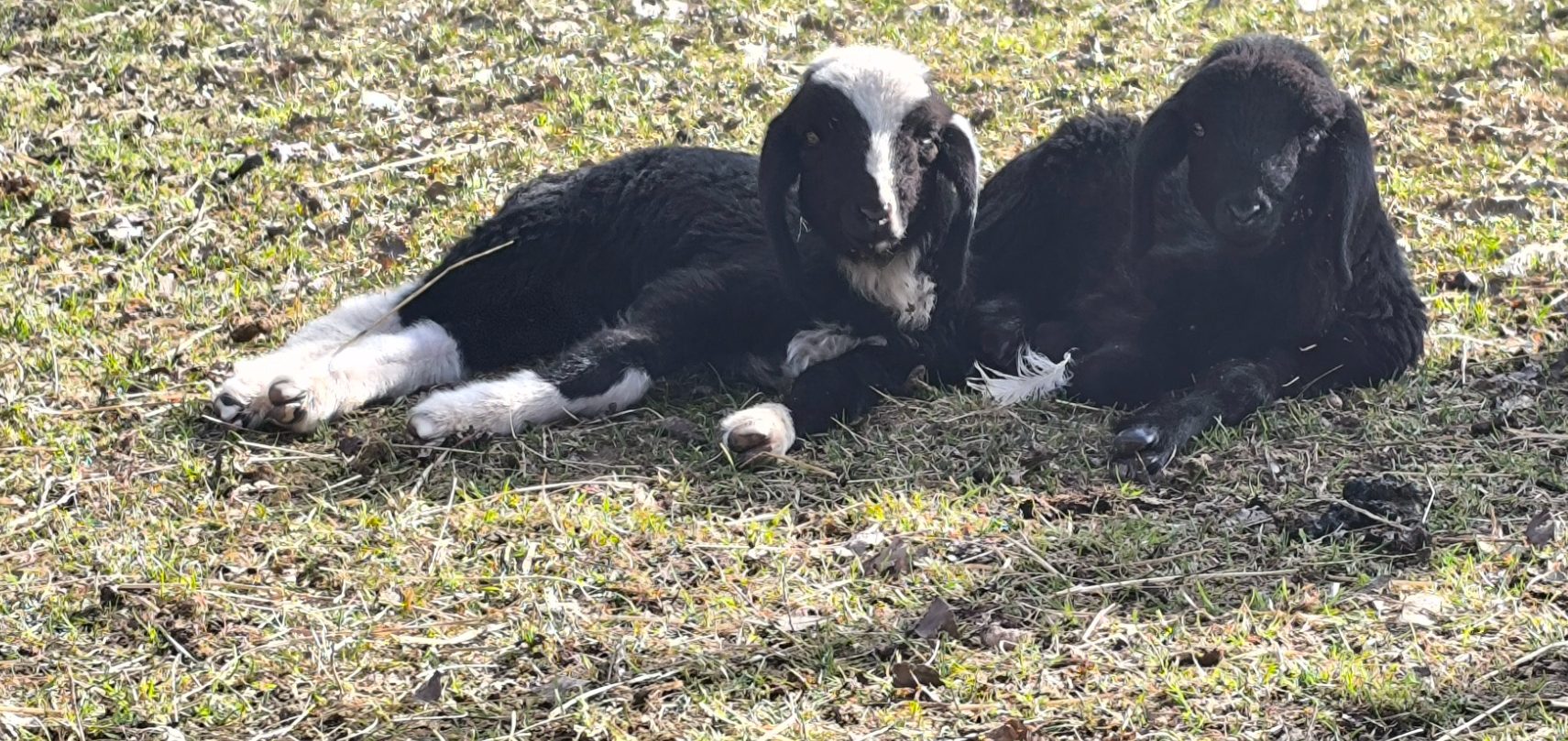 Zwei Lämmer auf der Weide (c) Alois Raith Zwei schwarze und weiße Lämmer liegen auf der Wiese und entspannen sich.