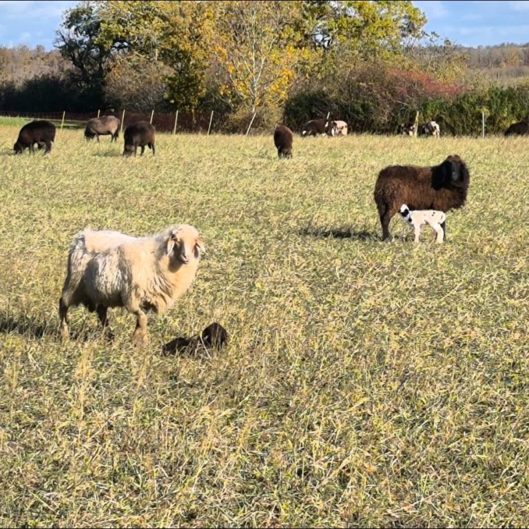 Schafherde mit Lämmern in Oberntief (c) Alois Raith Schafe und Lämmer grasen auf einer weitläufigen Wiese unter blauem Himmel.