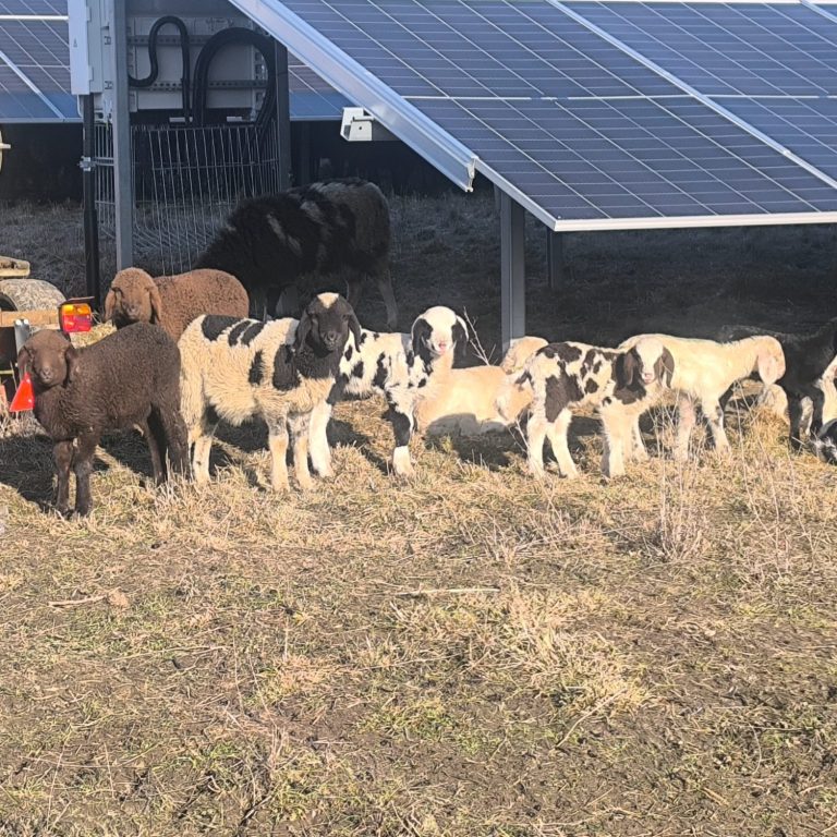 Lämmerparade (c) Alois Raith Eine Gruppe von Lämmern steht unter Solarpanelen auf einer Wiese.