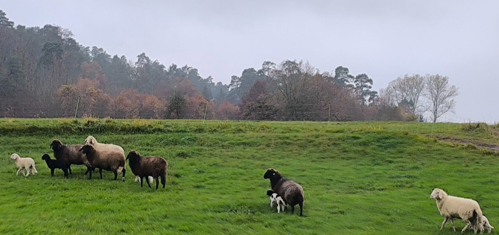 Mutterschafen und Lämmer in Weihenzell (c) Alois Raith Schafherde auf einer grünen Wiese unter einem bewölkten Himmel.